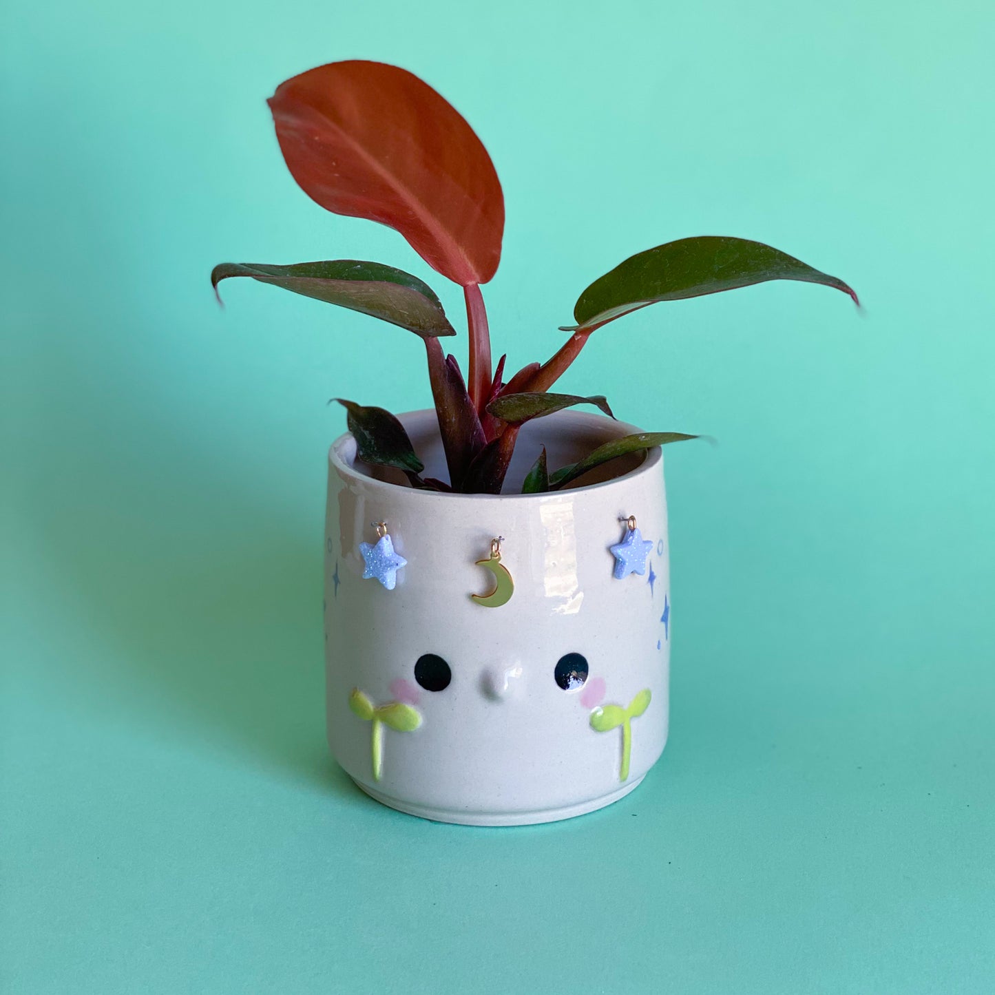 Jeune Pousse timide étoilée - pot de fleur