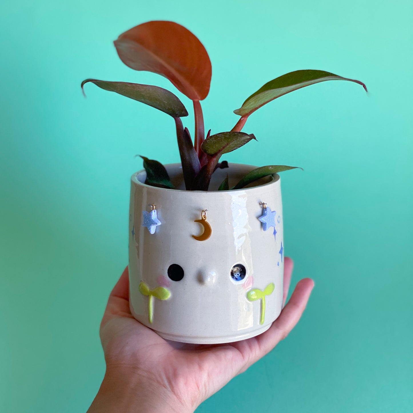 Jeune Pousse timide étoilée - pot de fleur