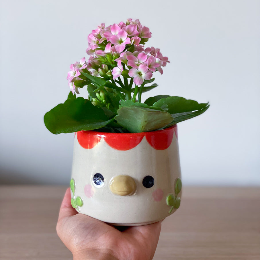 Cocotte - pot de fleur
