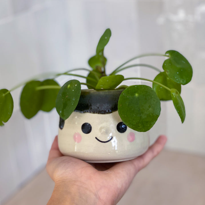 Coulure de Lichen - Petit Pot de fleur