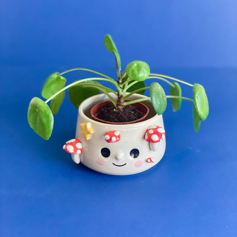 Champignons étoilés - Petit Pot de fleur