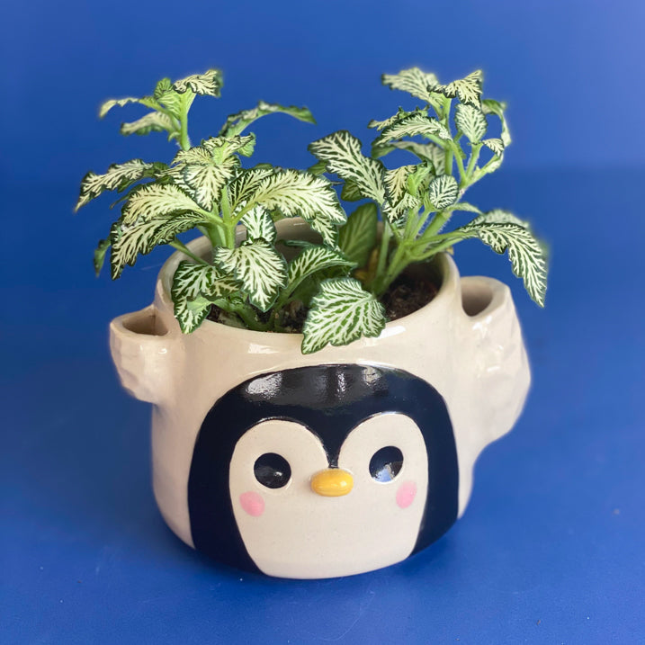 La banquise du Pingouin - Pot de fleur multiple - Léger DEFAUT