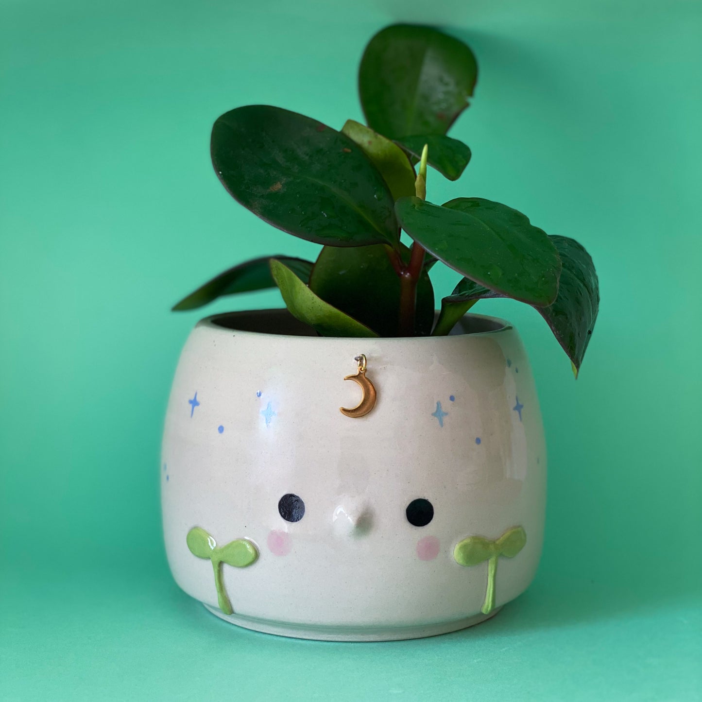 Jeune Pousse timide - pot de fleur