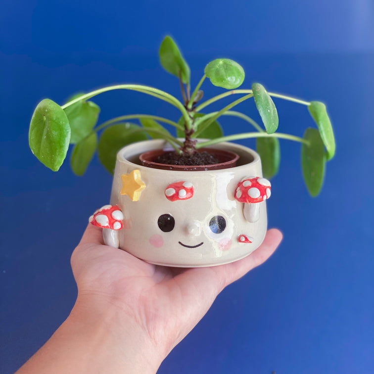 Champignons étoilés - Petit Pot de fleur